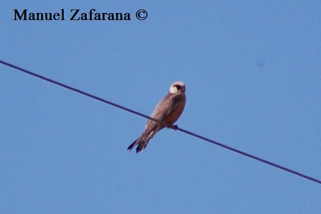 Falco cuculo in migrazione